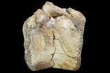 Bargain, Fossil Dinosaur Vertebra - Judith River Formation #107178-4